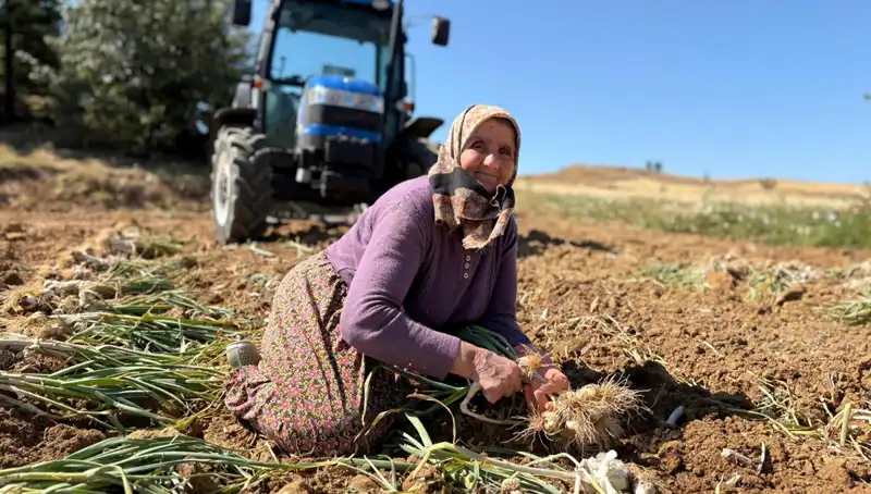 Selenyum İle Zengin: Tarladan Toplanan Mucizevi Sebze Günlük 1200 Lira!