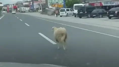 Yalova'da Kaçan Kurbanlıklar Trafiği Nasıl Karıştırdı?