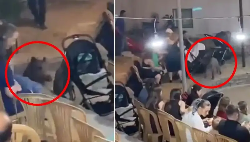 Düğün Gelini Fırtına Gibi: Yaban Domuzu Damatla Yüz Yüze Geldi