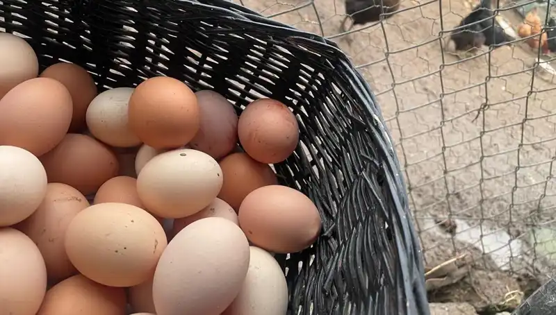 Dünyanın En Ucuz Proteini: Okulların Açılması "Mayıs Çukuru"nu Nasıl Kapatacak?