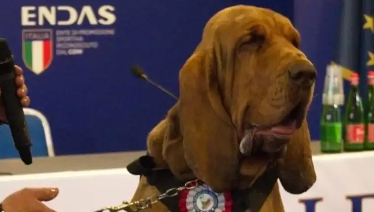 Arama Köpeğine Suikast: Çivili Sosisle Feci Öldürüldü