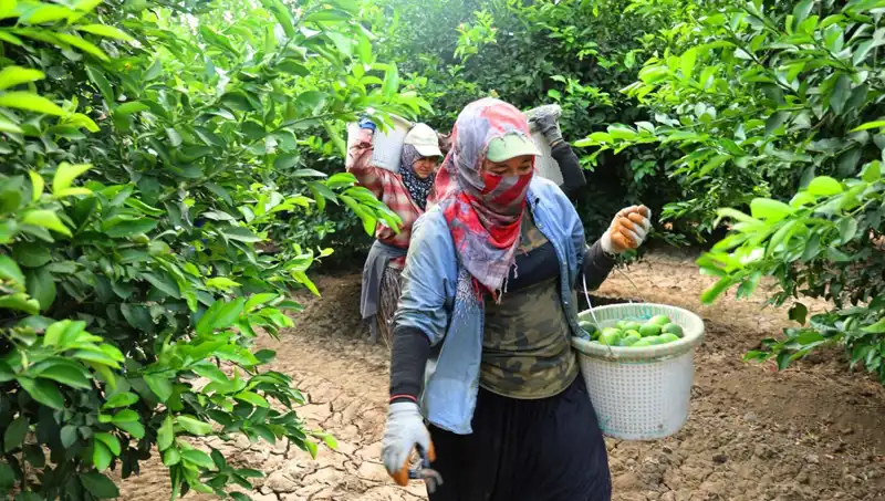 Markette Patatesin Kilosu 150 Lirayı Aştı: Uygun Fiyat İçin Umut Var