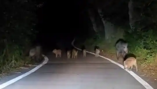 Elazığ'da Sokakları Hareketlendiren Domuz Sürüsü Olayı!