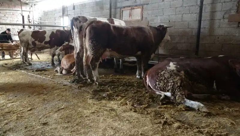 Mavi Dil Hastalığı: Bilmeniz Gerekenler ve Belirtileri