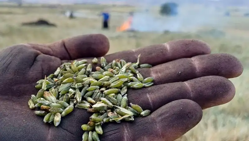Firik Sezonu Başladı: Lezzetiyle Damağınızda Şenlik Yaşatacak!