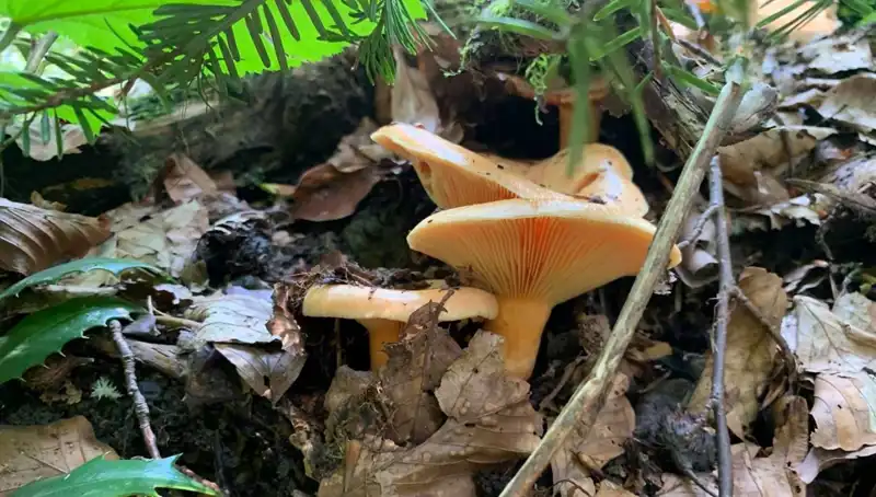 Zehirlenmelere Dikkat! Bilinçsiz İlaç Kullanımı Ölümcül Riskler Taşıyor