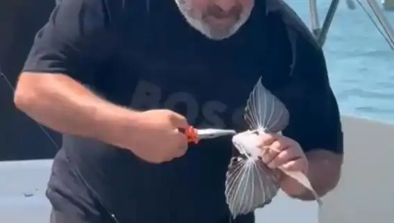Saros'ta Eşsiz Bir An: Kırlangıç Balığı Oltaya Takıldı!