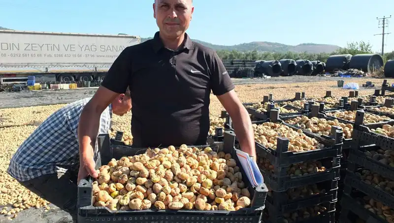 Balıkesir’in Altın Hasadı: Çin ve Rusya Pazarına Açılan Kapı