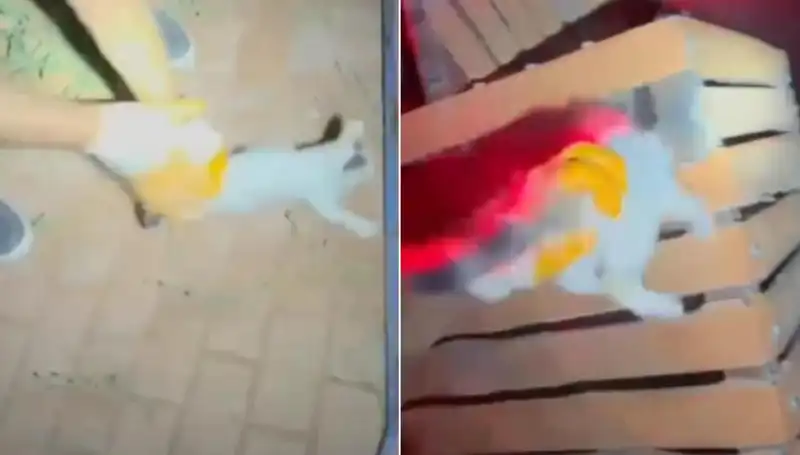 Gece Yarımda İtfaiye Ekibinin Hayvan Kurtarma Operasyonu
