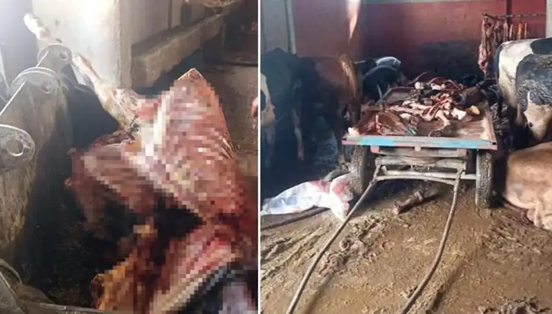 Adana'da 2,5 Ton At Eti Skandalı: 4 At Son Anda Kurtarıldı!