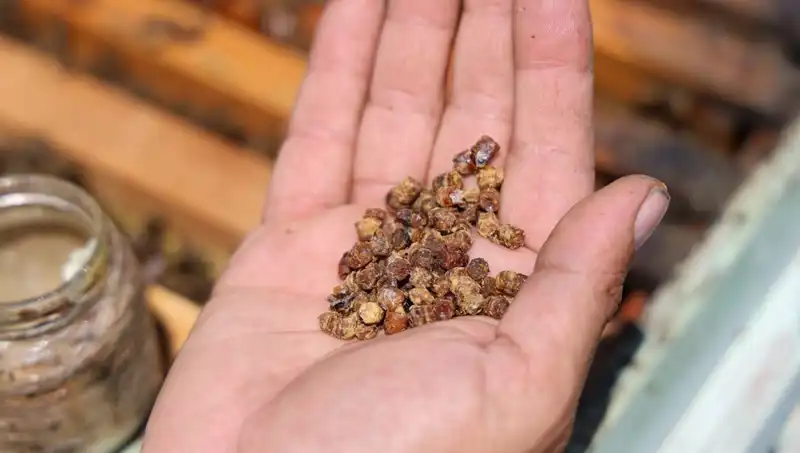 Eskiden Atılan, Şimdi Sofraları Süsleyen Protein Zengini Besin