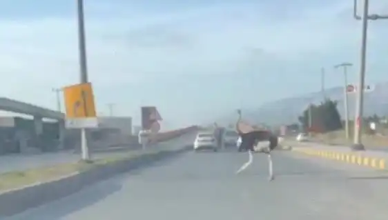 Trafikte Deve Kuşu Görülmesi İle Şok Edici Anlar Yaşandı!