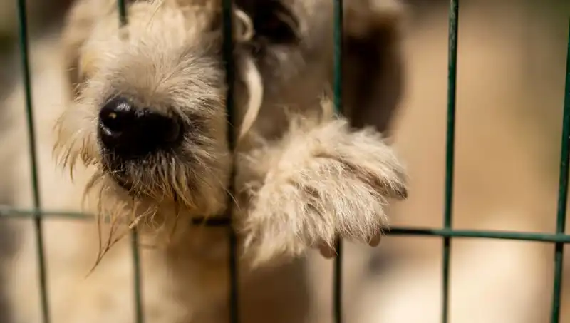 İş Stresi, Sevimli Dostlarımızı da Etkiliyor: Köpekler Hakkında Bilinmesi Gerekenler