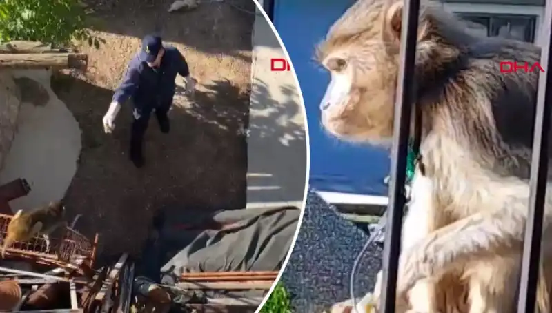 Muğla'da Sıradışı Bir Olay: Mahalleliyi Şaşkına Çeviren Maymun Kovalamacası!